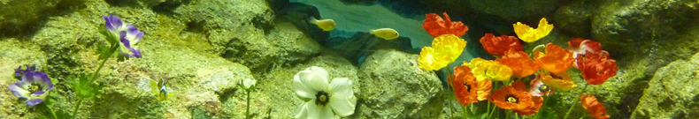 ウナギが気になっています。